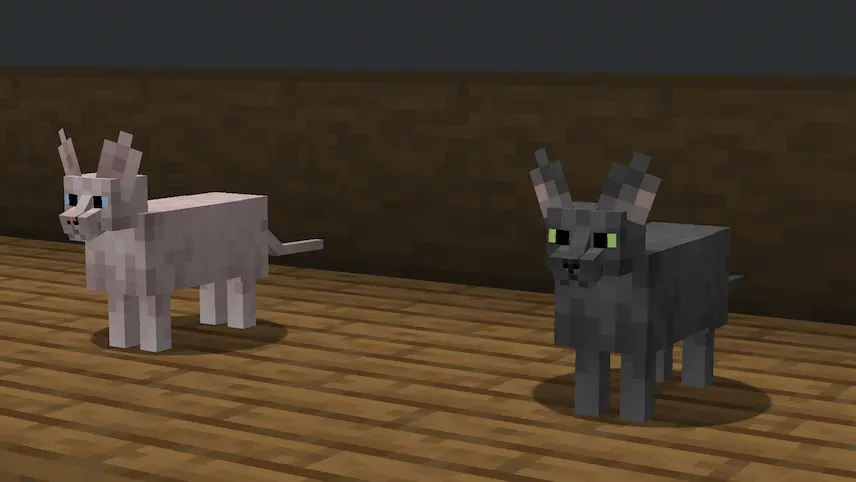 Sphynx cats
