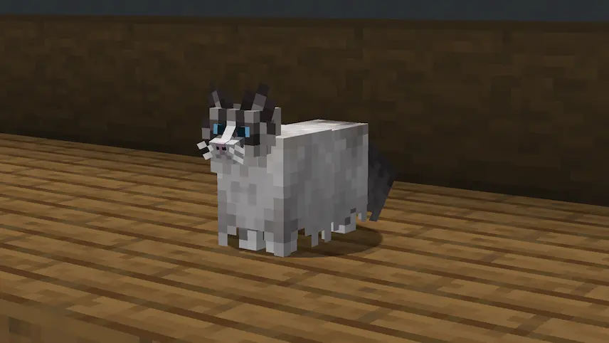 Ragdoll cats