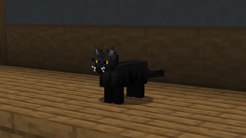 black cats