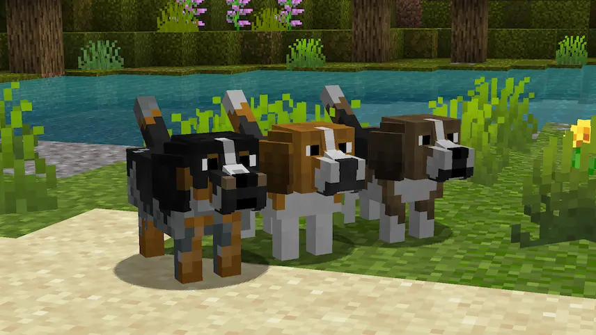 new dogs