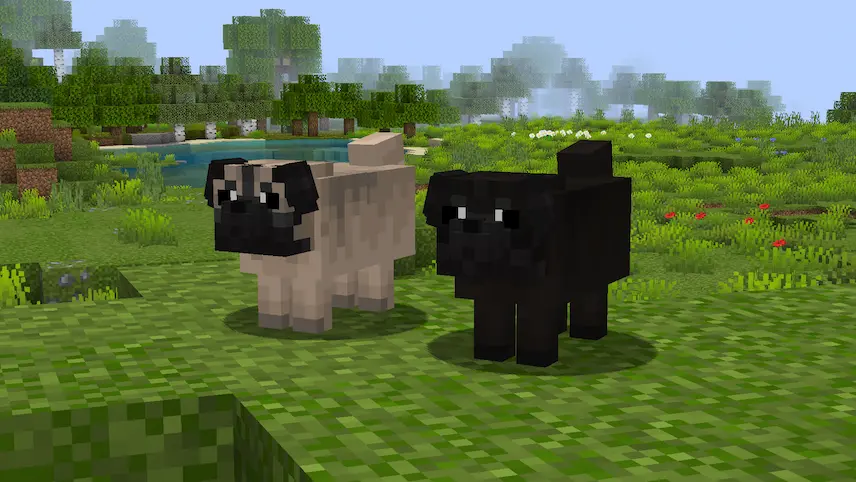 Pug dogs