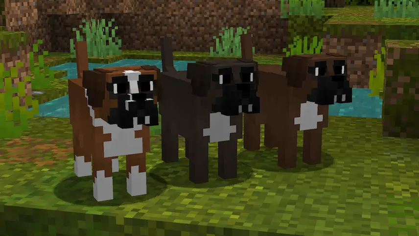 boxer dogs