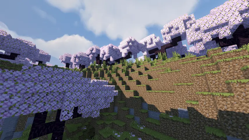 Cherry Blossoms