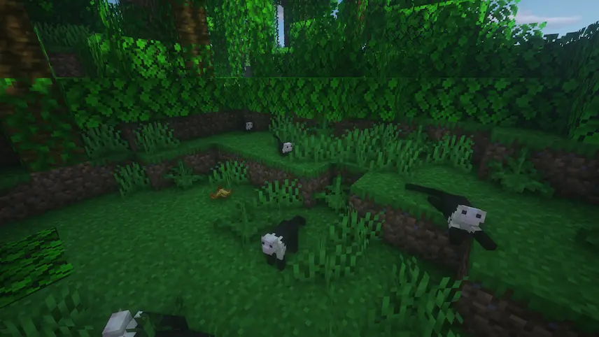 capuchin monkeys