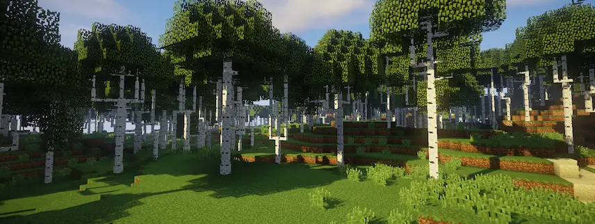 birch forest