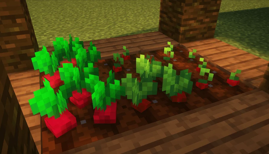 Beetroot