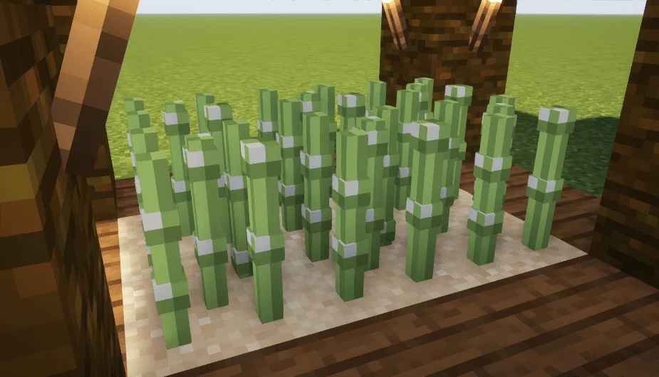sugar cane