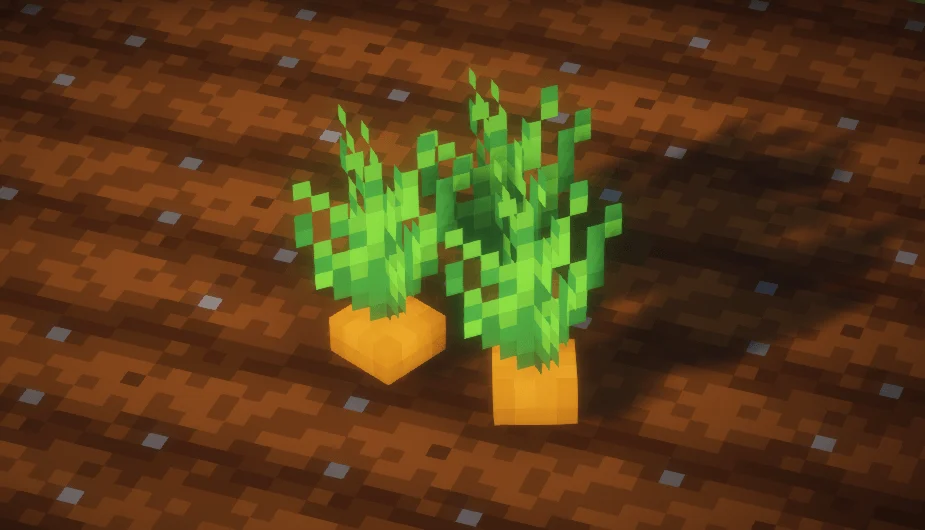 carrot