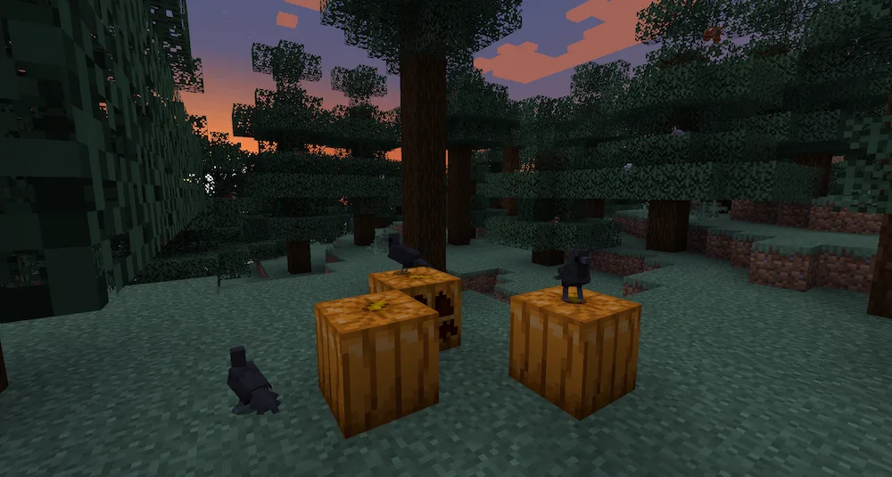 Crows standing on pumpkins