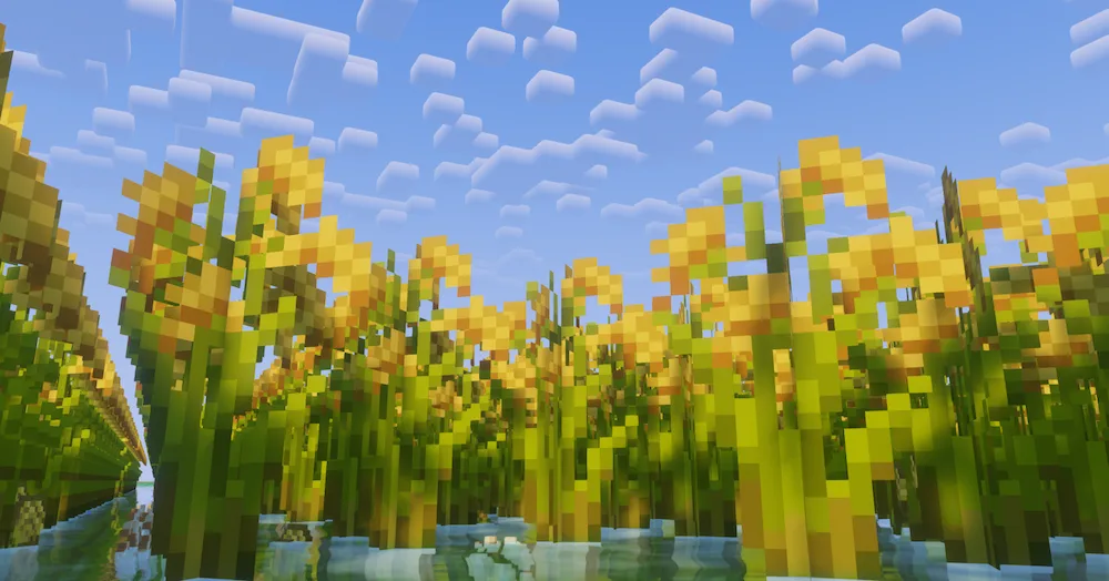 rice crops
