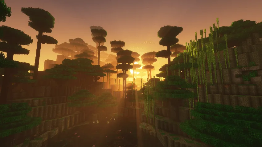 Sunbeams filter through the trees.