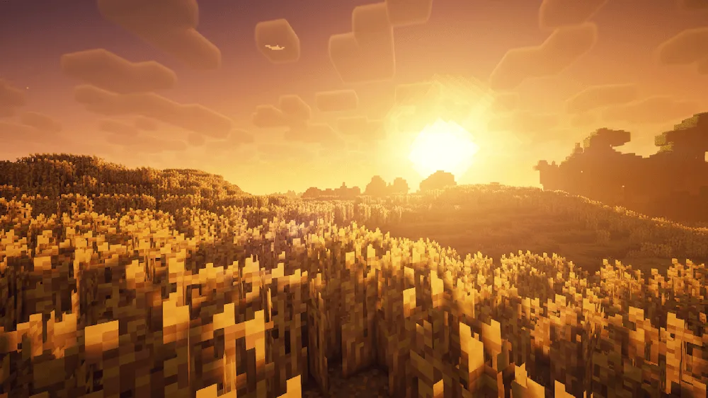 wheat fields