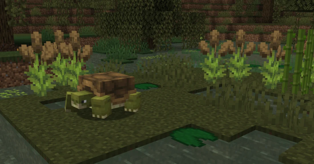 Tortoise