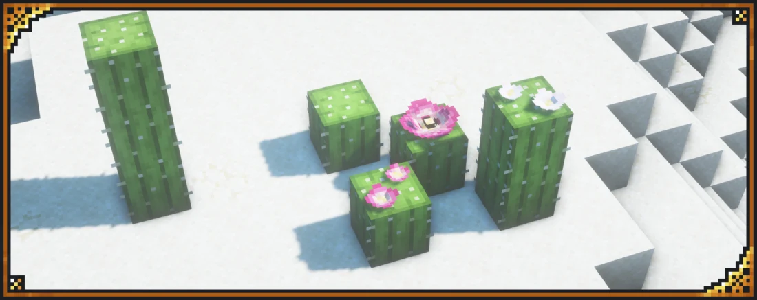 Flowering Cacti